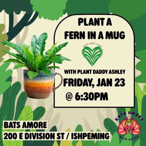 Plant a Fern in a Mug with Plant Daddy Ashley