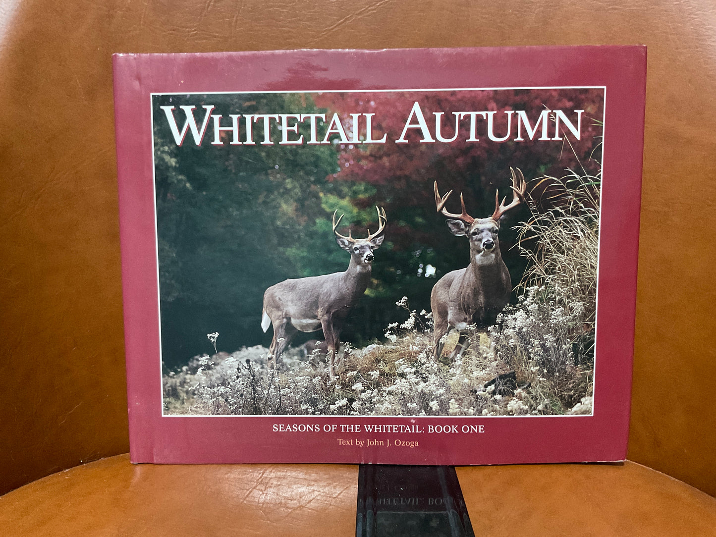 Whitetail Autumn by John J. Ozoga