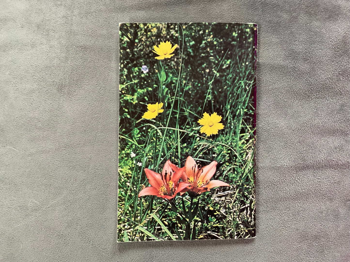 Wildflowers of Sleeping Bear by H. C. Lund